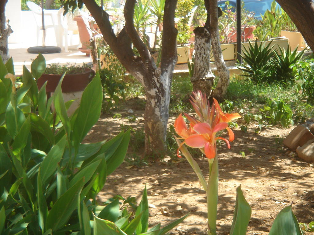 Rapanianá Iliaktida Apartments מראה חיצוני תמונה