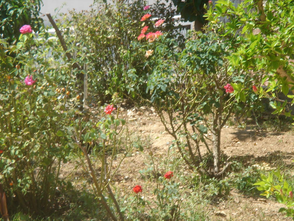 Rapanianá Iliaktida Apartments מראה חיצוני תמונה